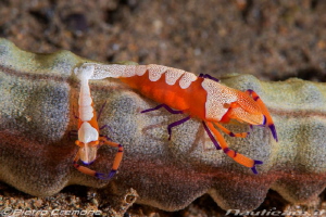 Emperor shrimp couple, the bigger female carrying eggs by Pietro Cremone 
